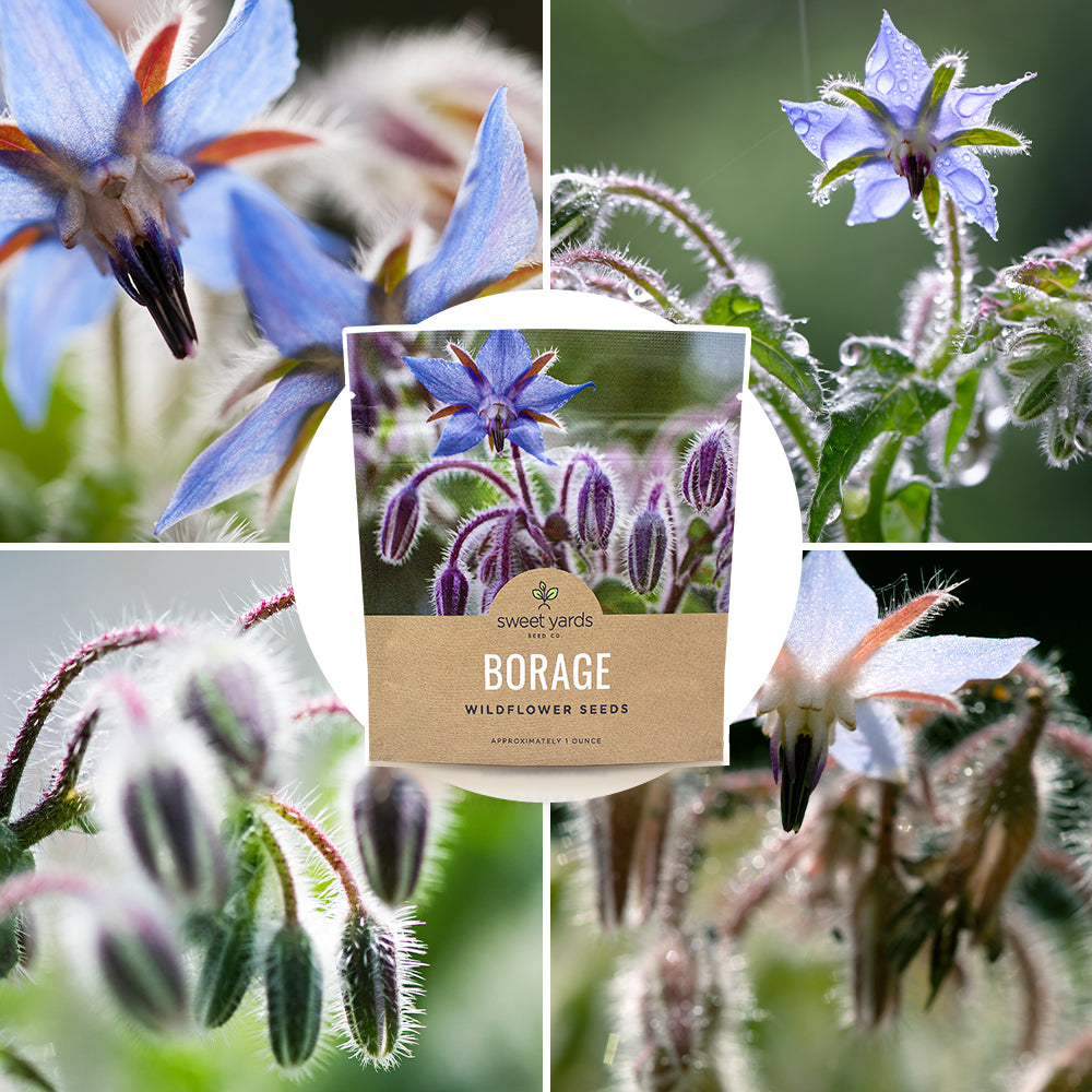 Borage Seeds