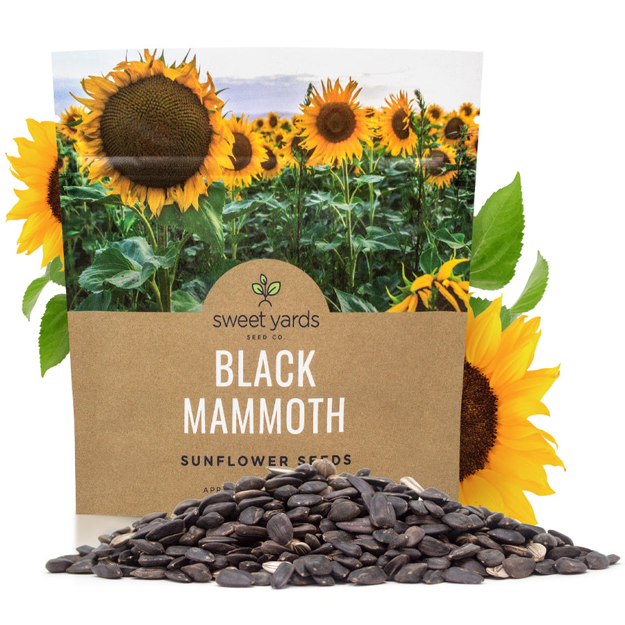 Black Mammoth Sunflower