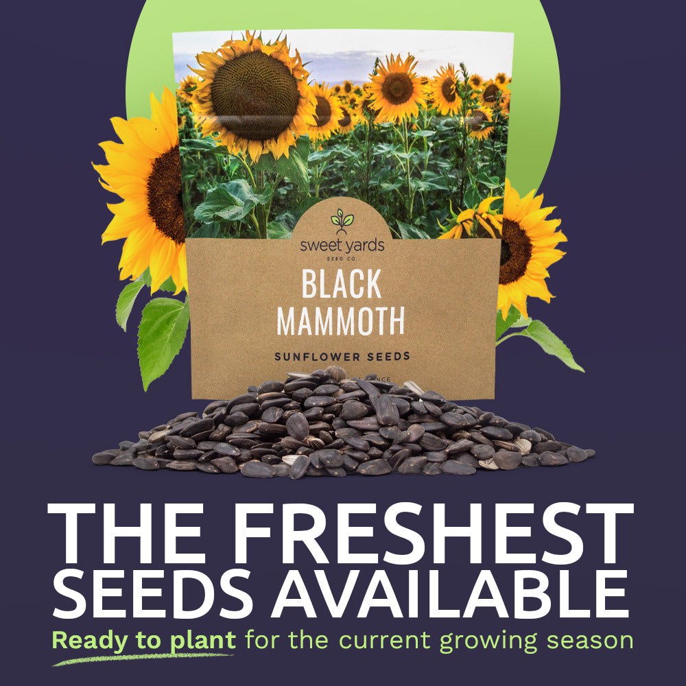 Black Mammoth Sunflower