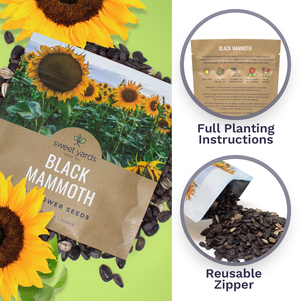 Black Mammoth Sunflower