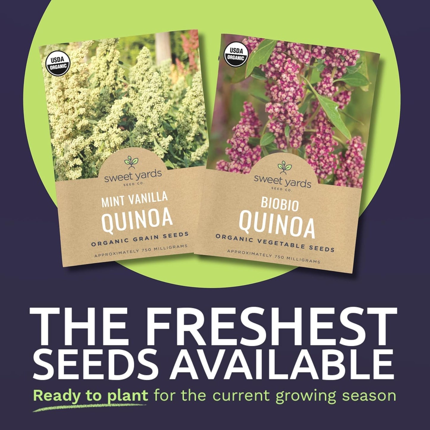 Organic Quinoa Seeds Home Garden Variety Pack - 2 Packets