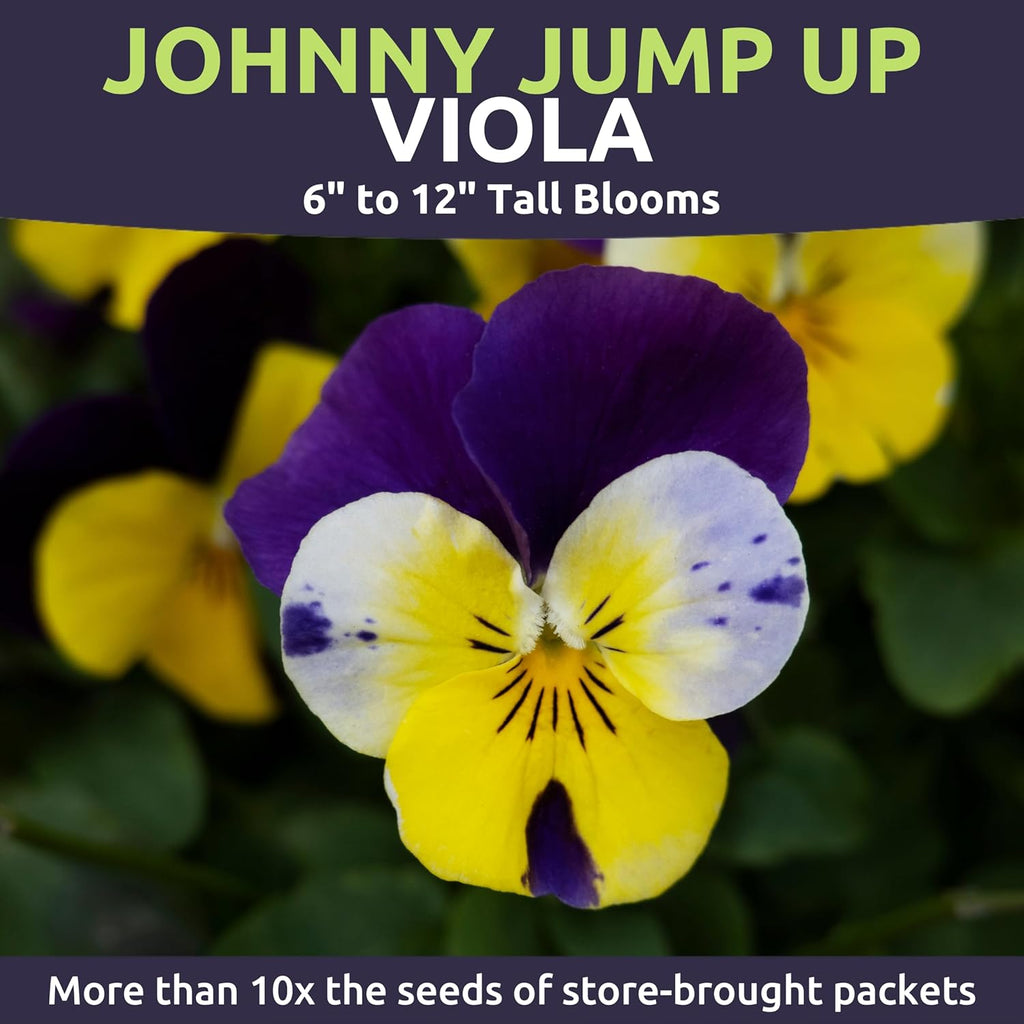 Viola - Johnny Jump-Up
