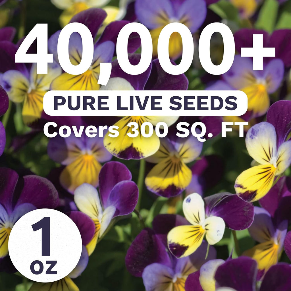 Viola - Johnny Jump-Up