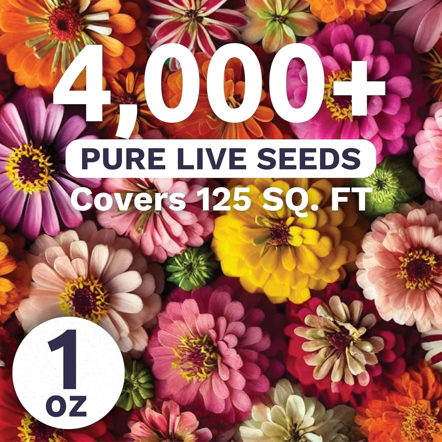 Zinnia Crazy Blend