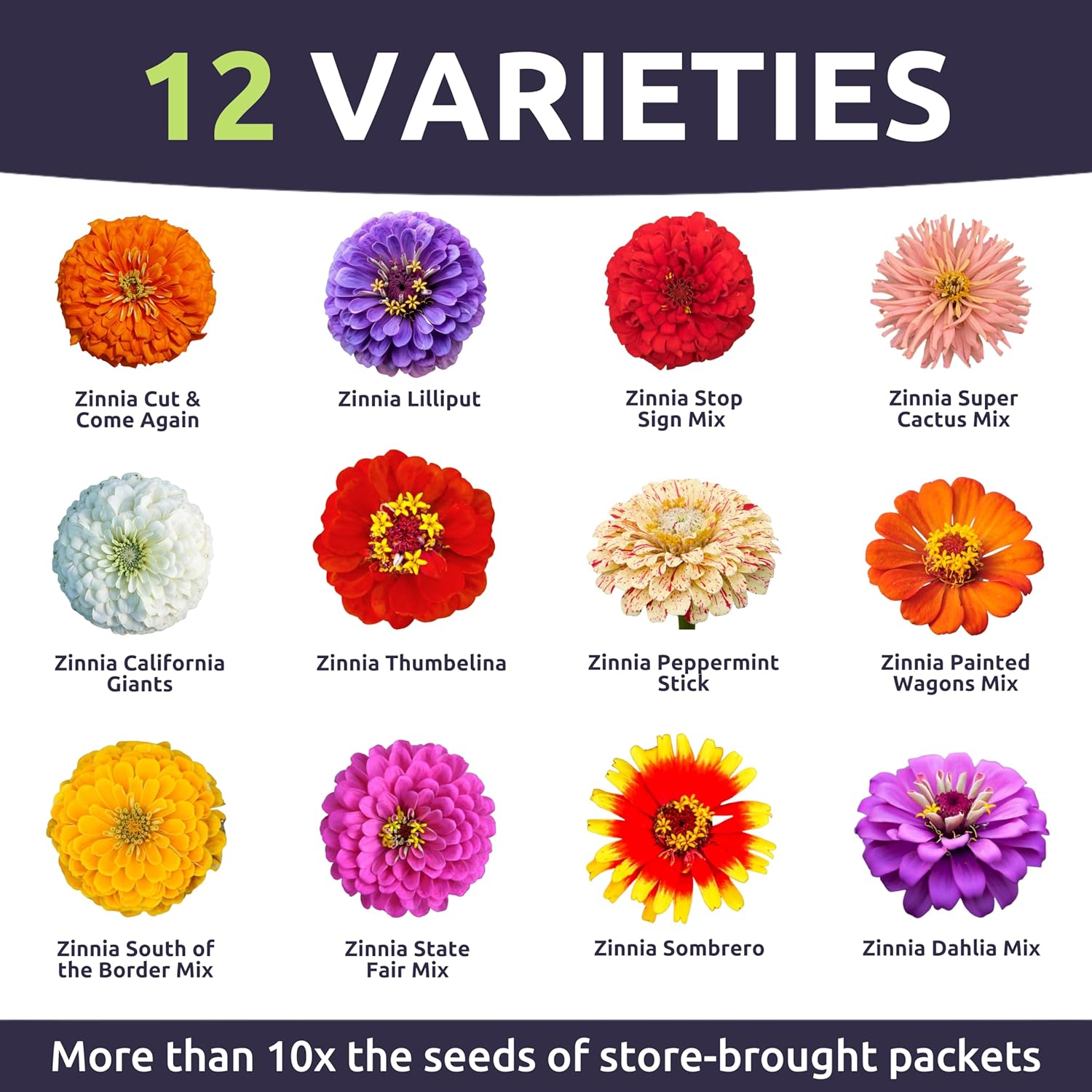 Zinnia Crazy Blend – Sweet Yards