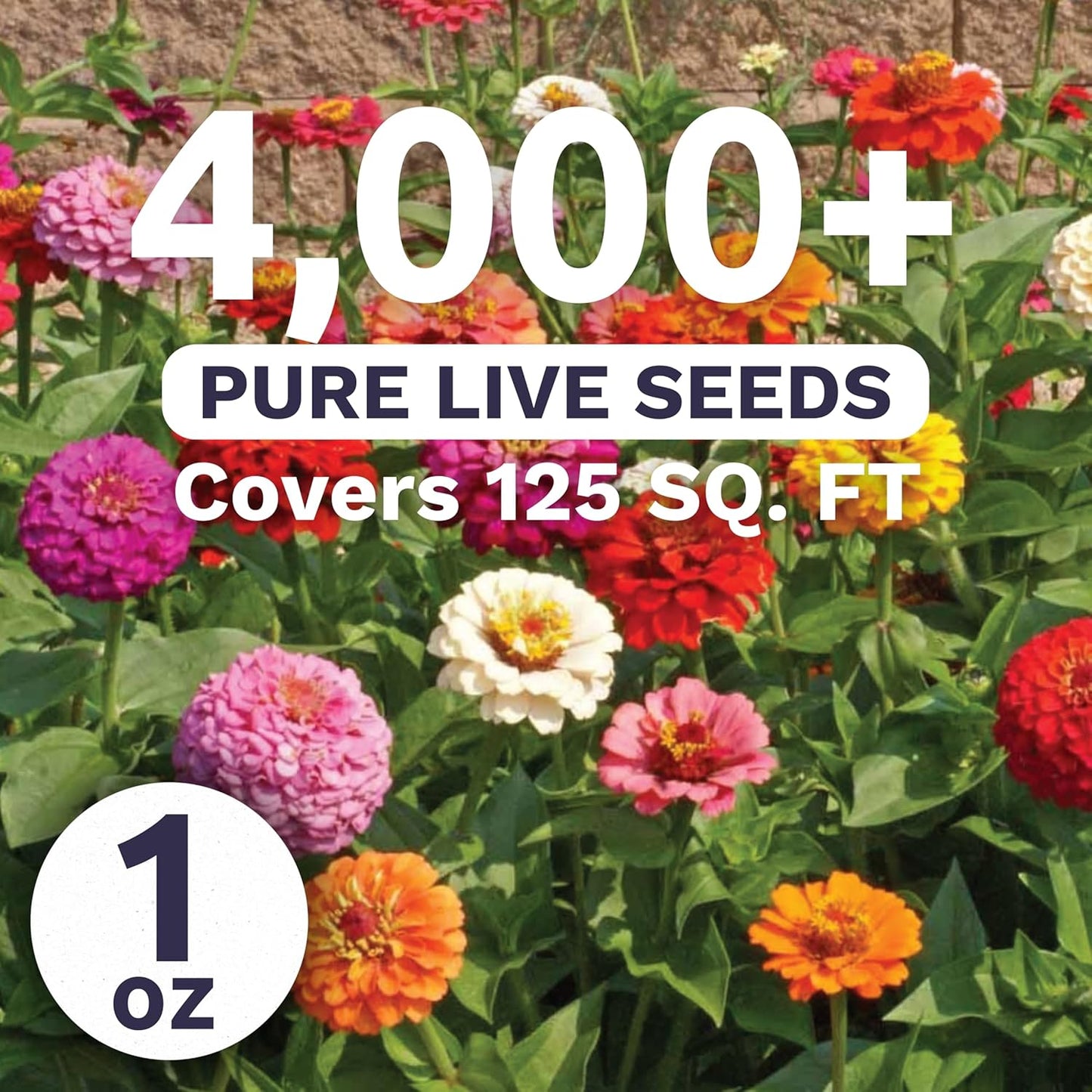 Zinnia Cut & Come Again Mix
