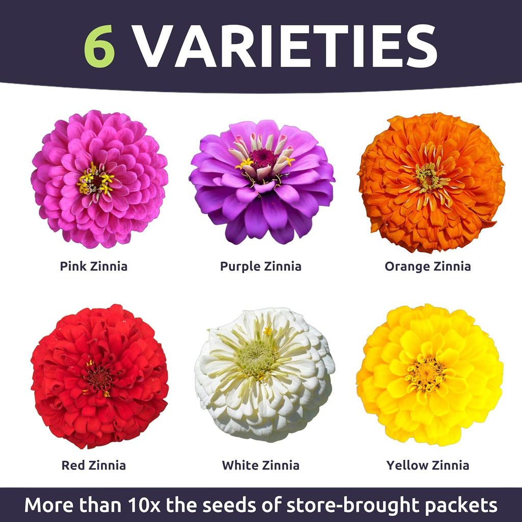 Zinnia Cut & Come Again Mix