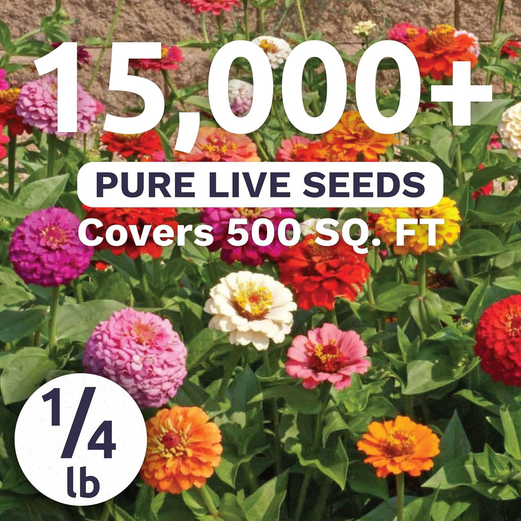 Zinnia Cut & Come Again Mix