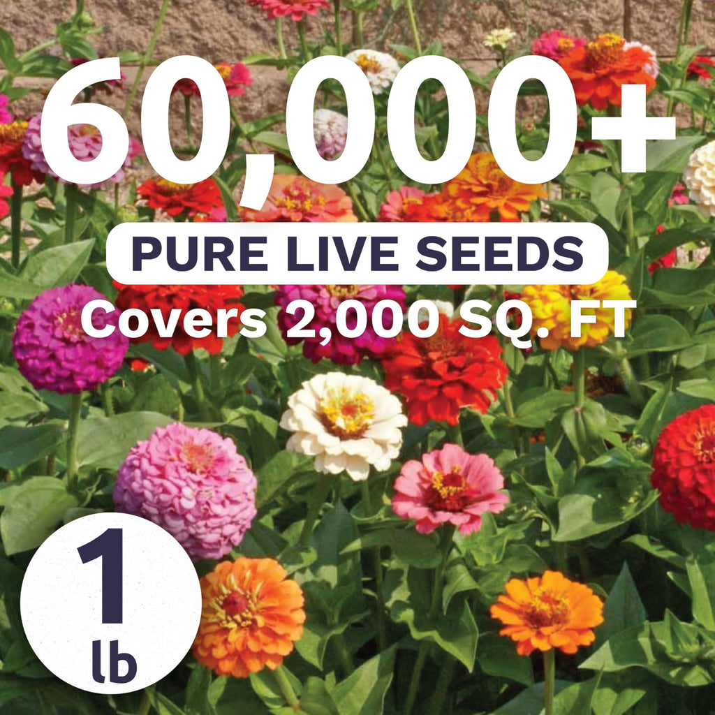 Zinnia Cut & Come Again Mix