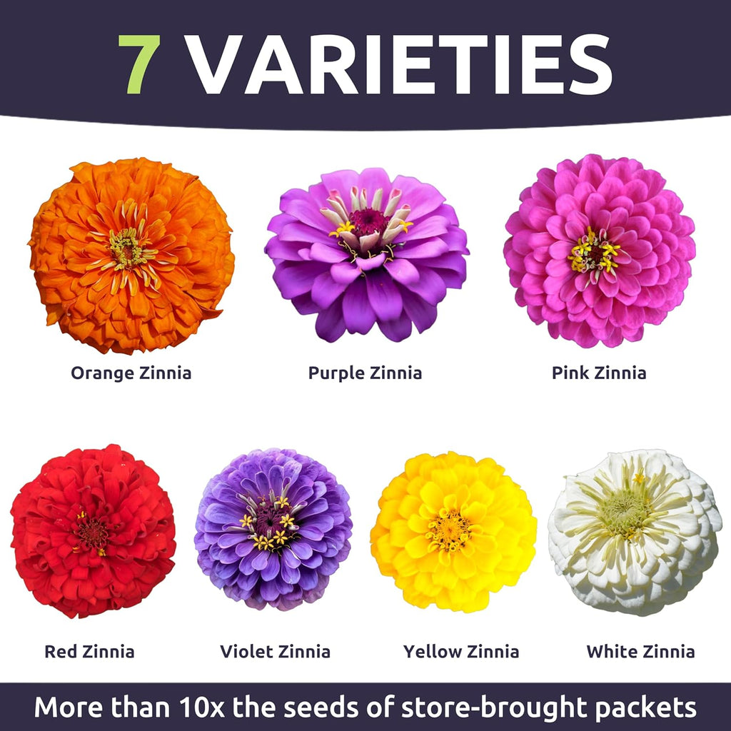 Zinnia Dahlia Mix