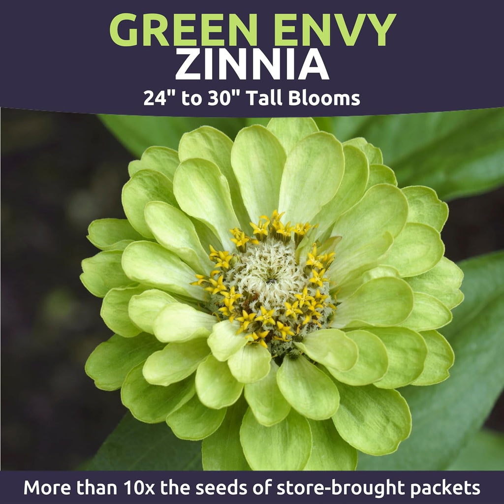 Zinnia Green Envy
