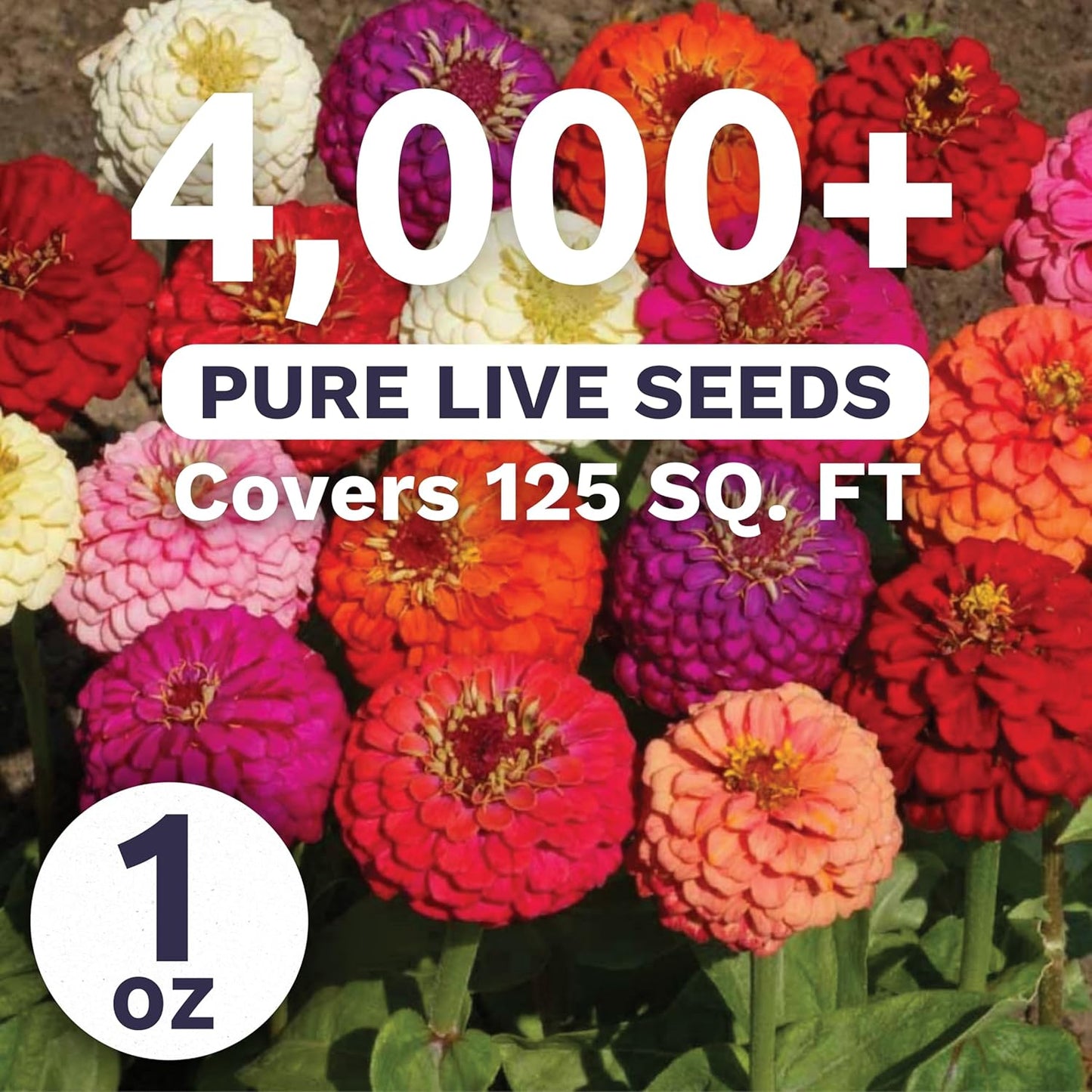 Zinnia Lilliput Mix