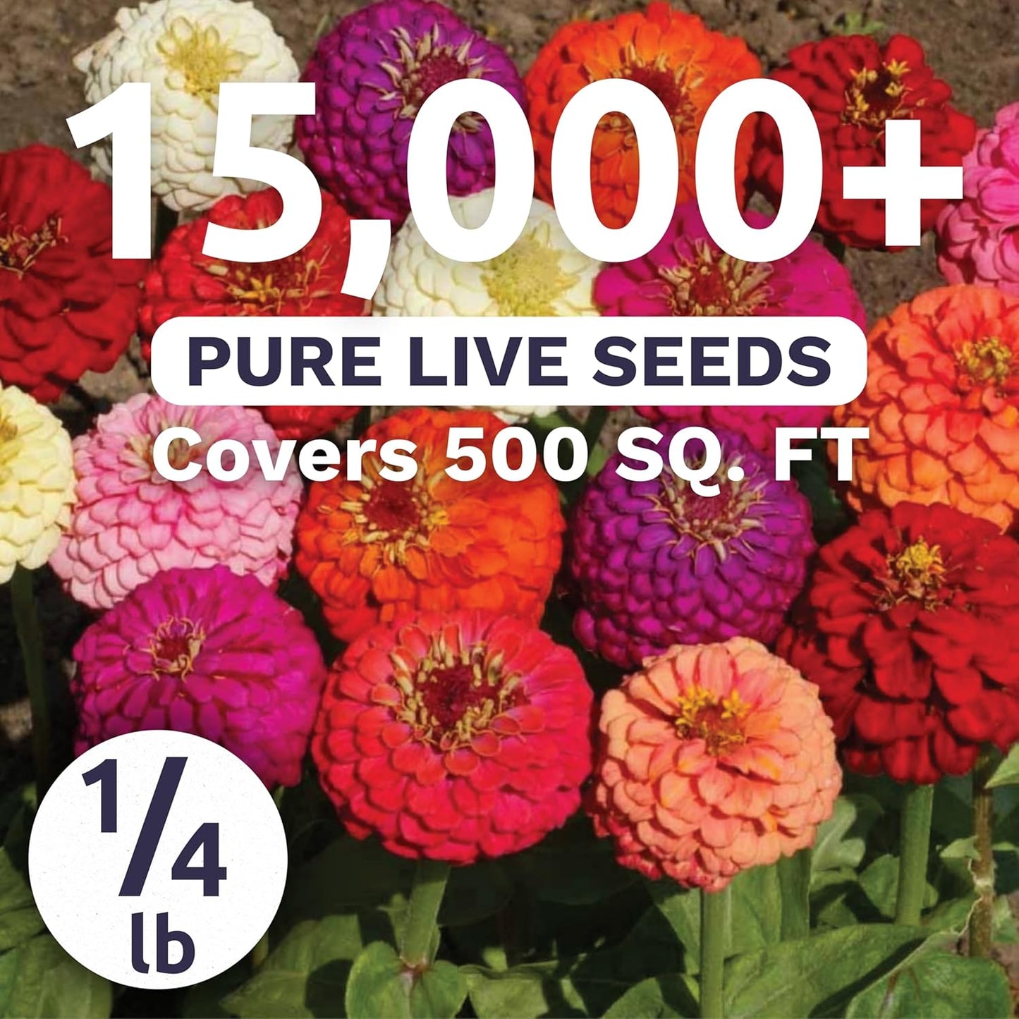 Zinnia Lilliput Mix