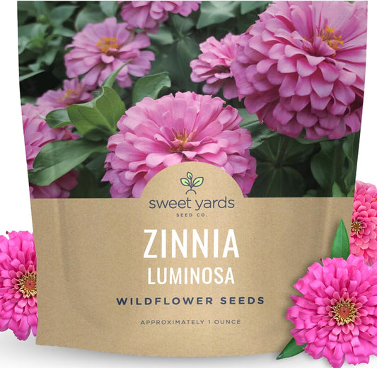 Zinnia Luminosa