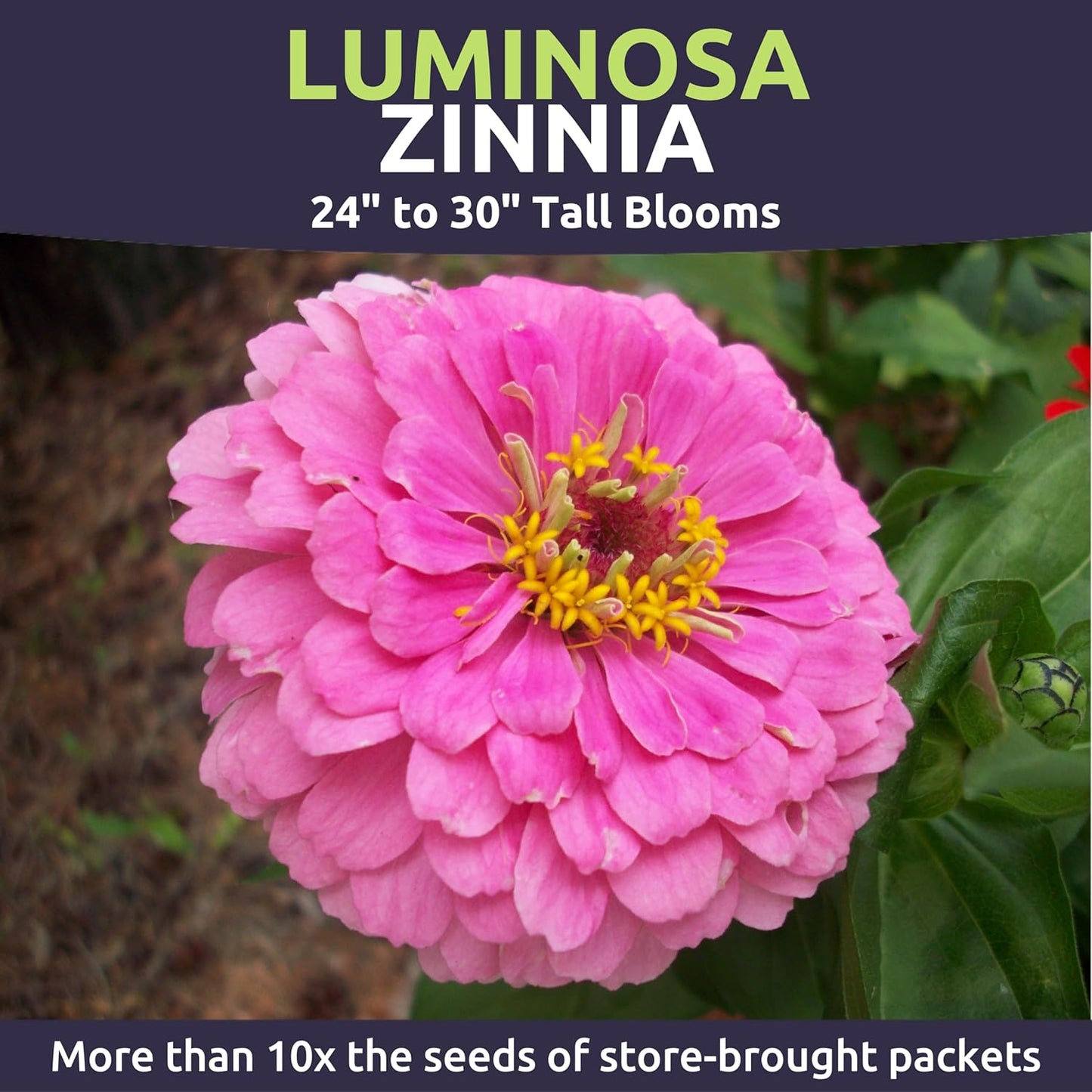 Zinnia Luminosa