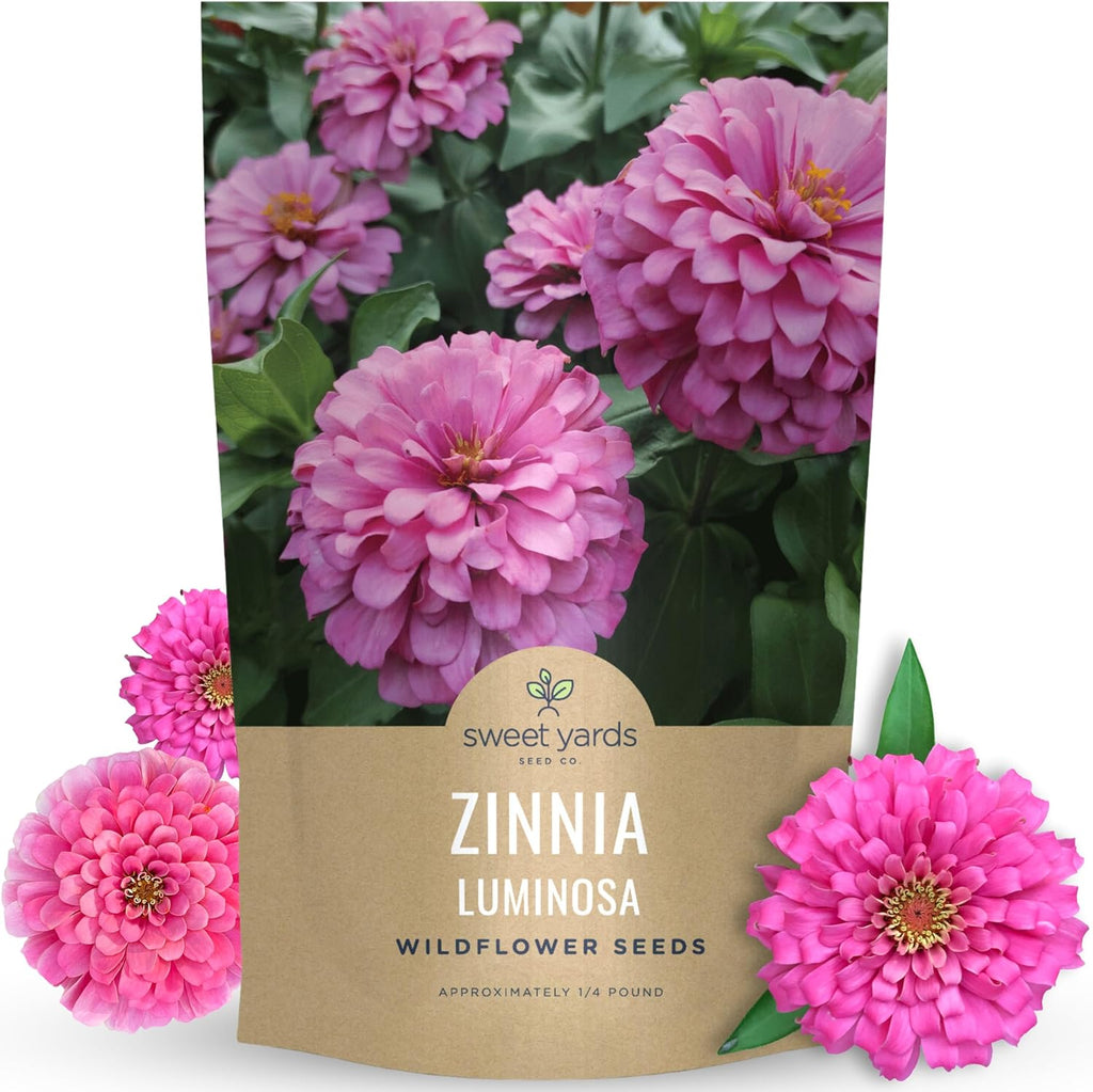 Zinnia Luminosa