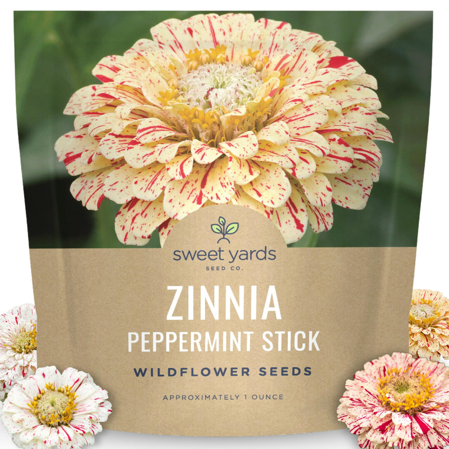Zinnia Peppermint Stick