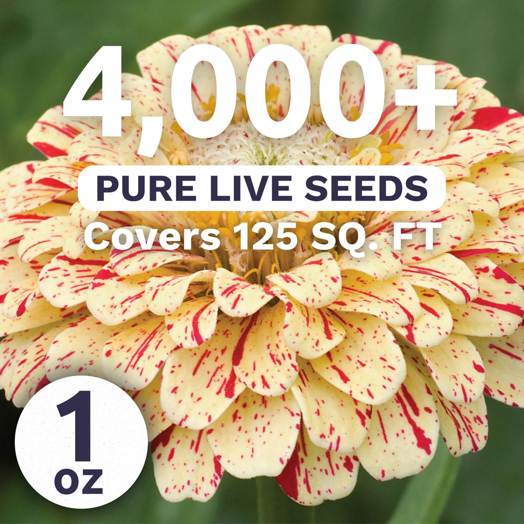 Zinnia Peppermint Stick