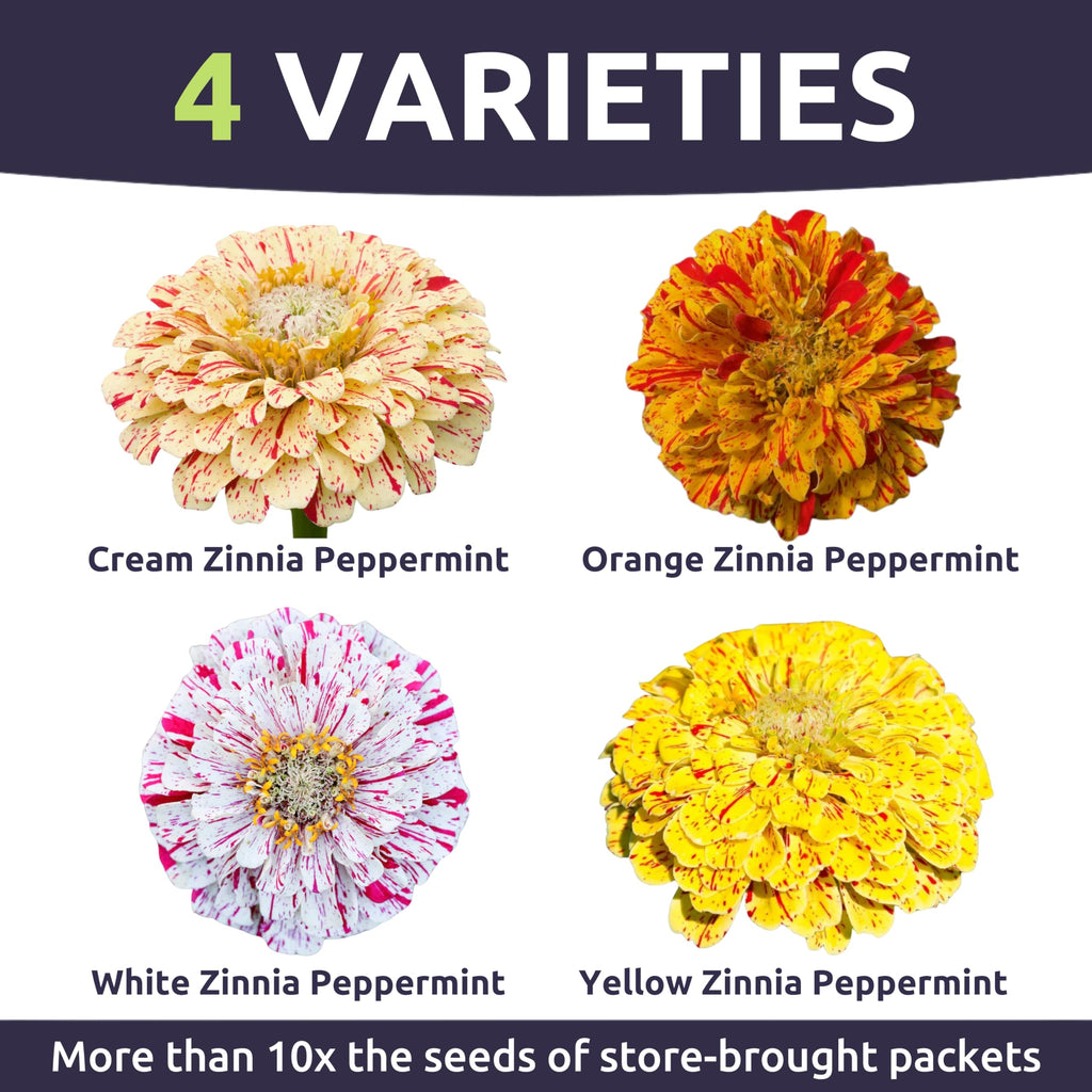 Zinnia Peppermint Stick