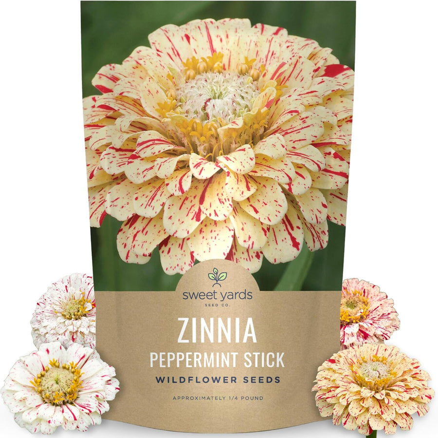 Zinnia Peppermint Stick
