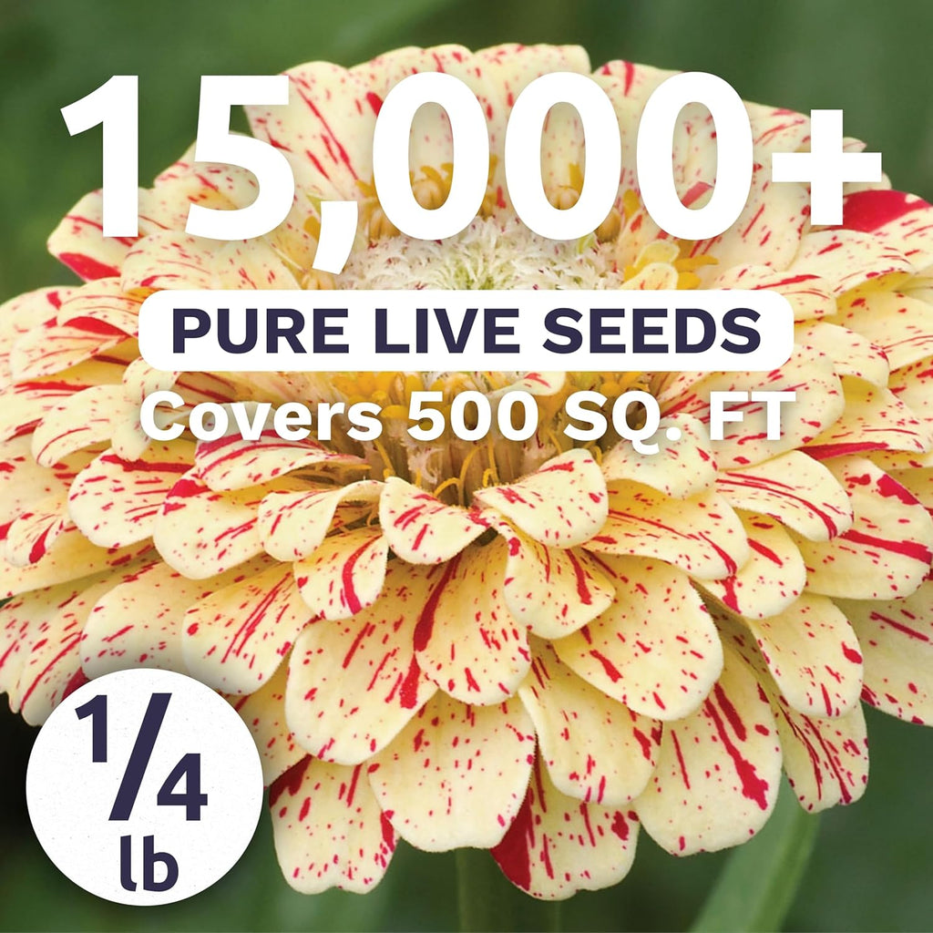 Zinnia Peppermint Stick