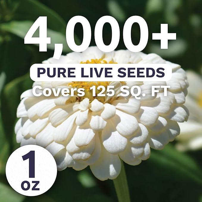 Zinnia Polar Bear White