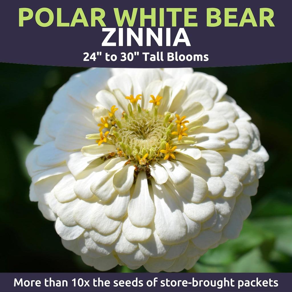 Zinnia Polar Bear White