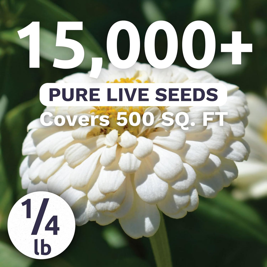 Zinnia Polar Bear White