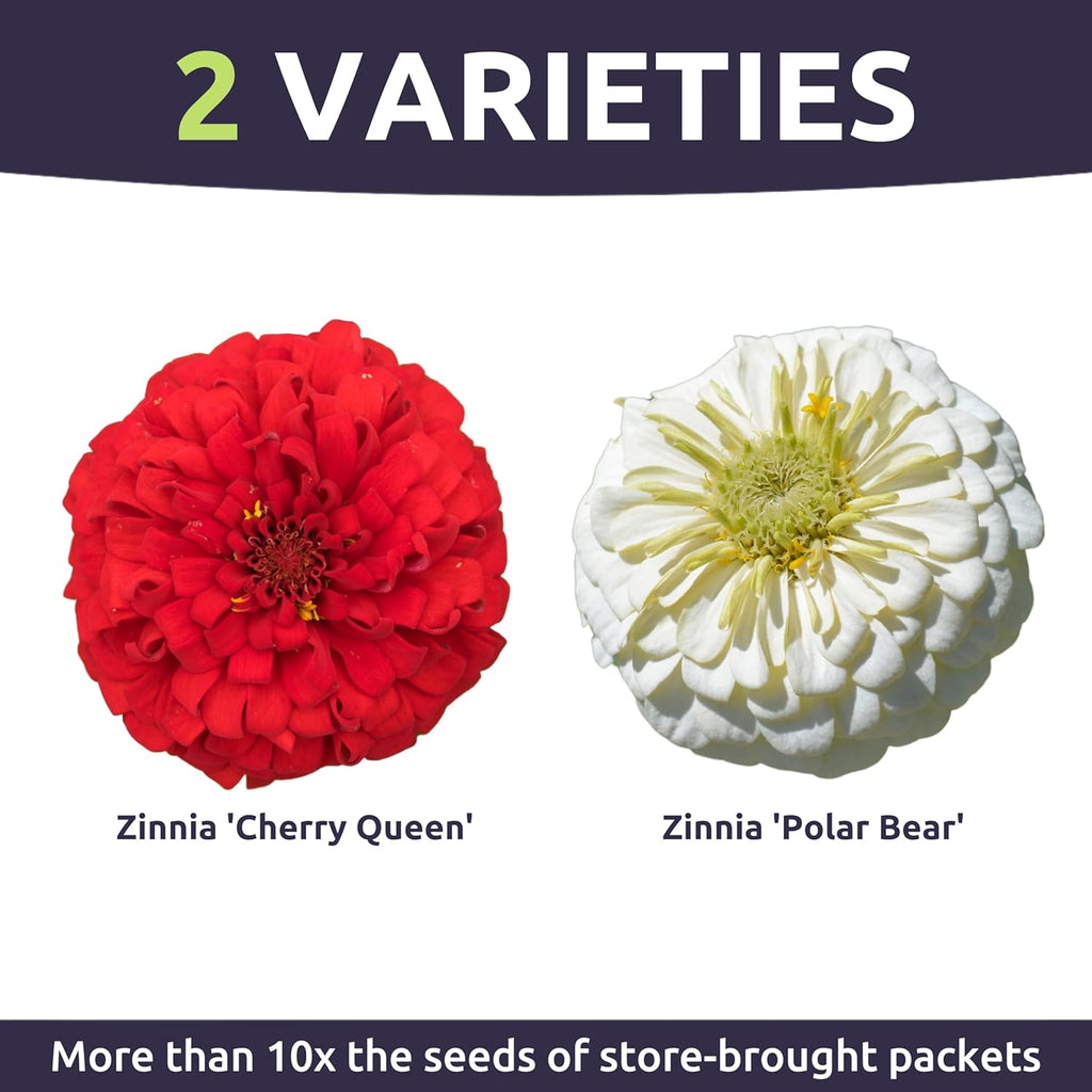 Zinnia Stop Sign Mix