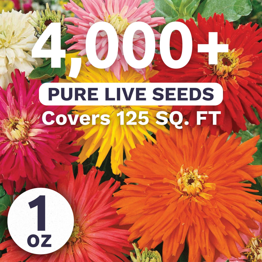 Zinnia Super Cactus Mix