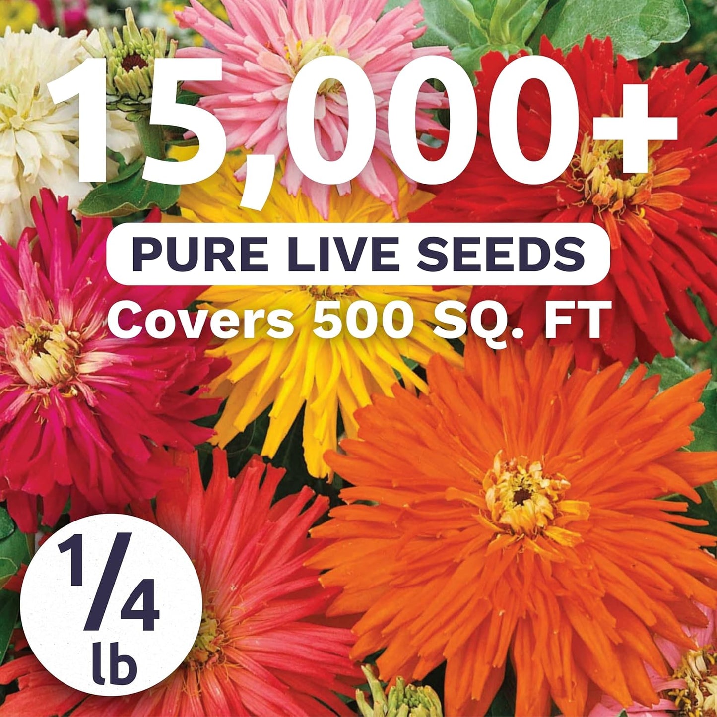 Zinnia Super Cactus Mix