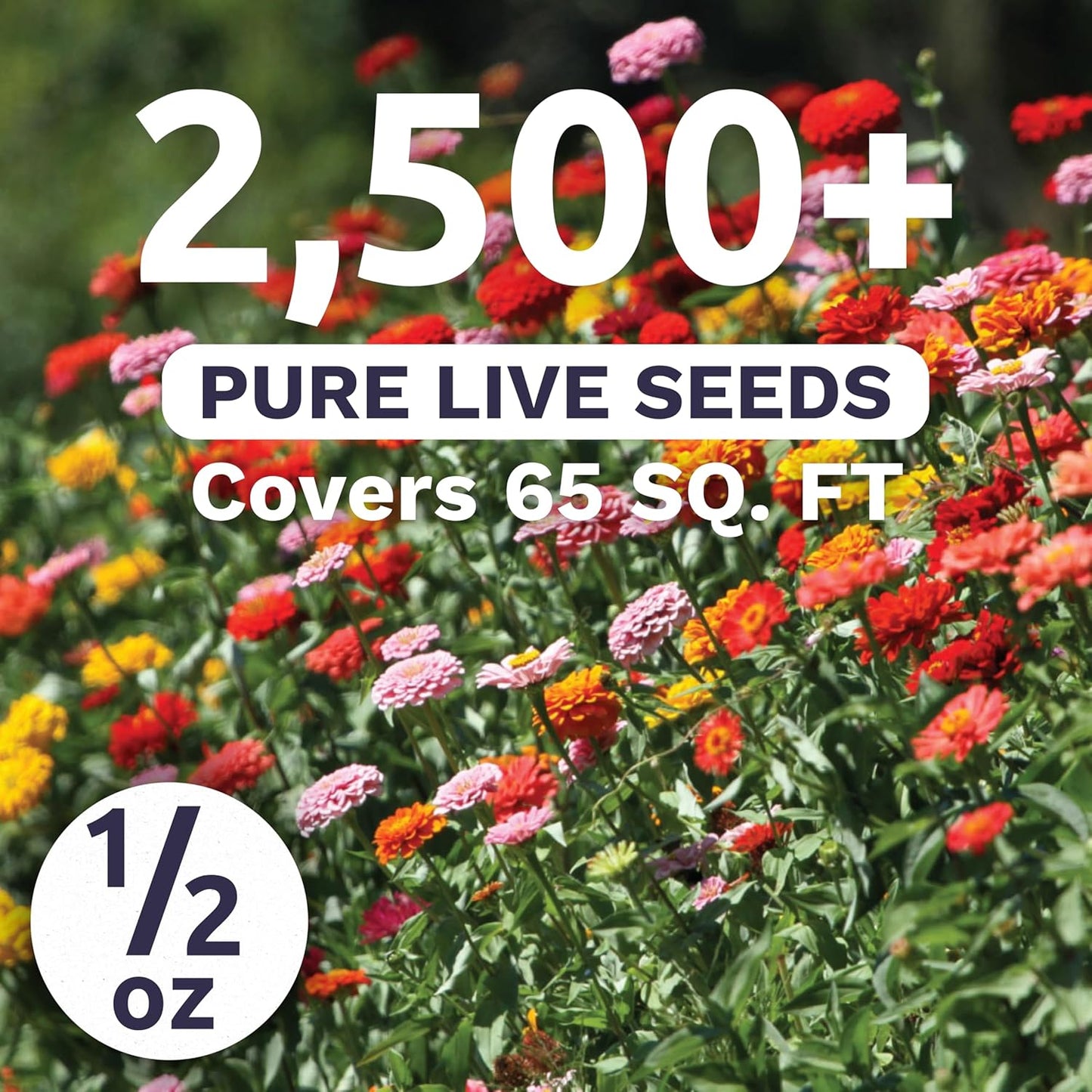 Zinnia Thumbelina Mix