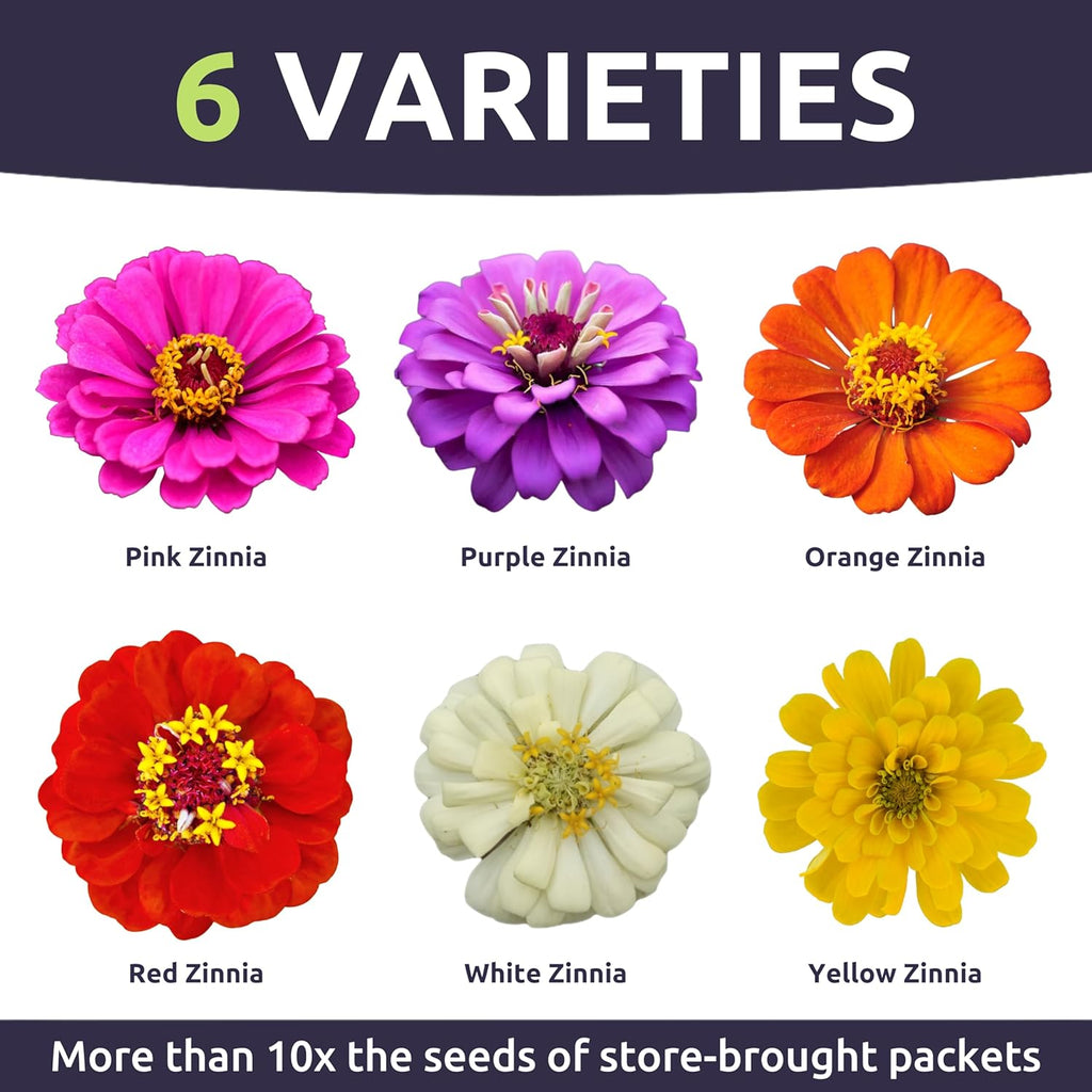 Zinnia Thumbelina Mix
