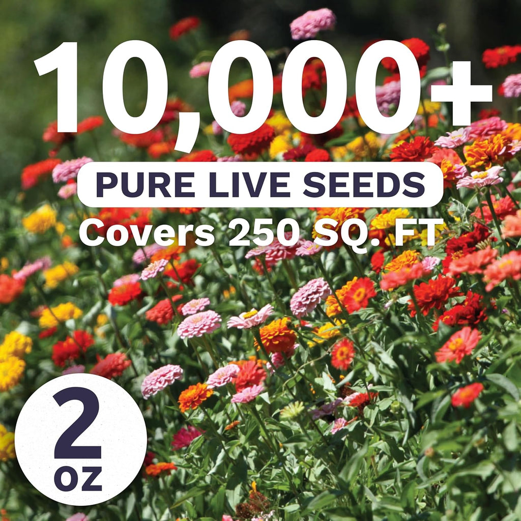 Zinnia Thumbelina Mix