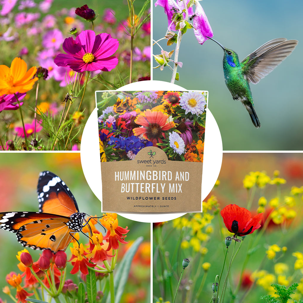 Hummingbird and Butterfly Wildflower Blend