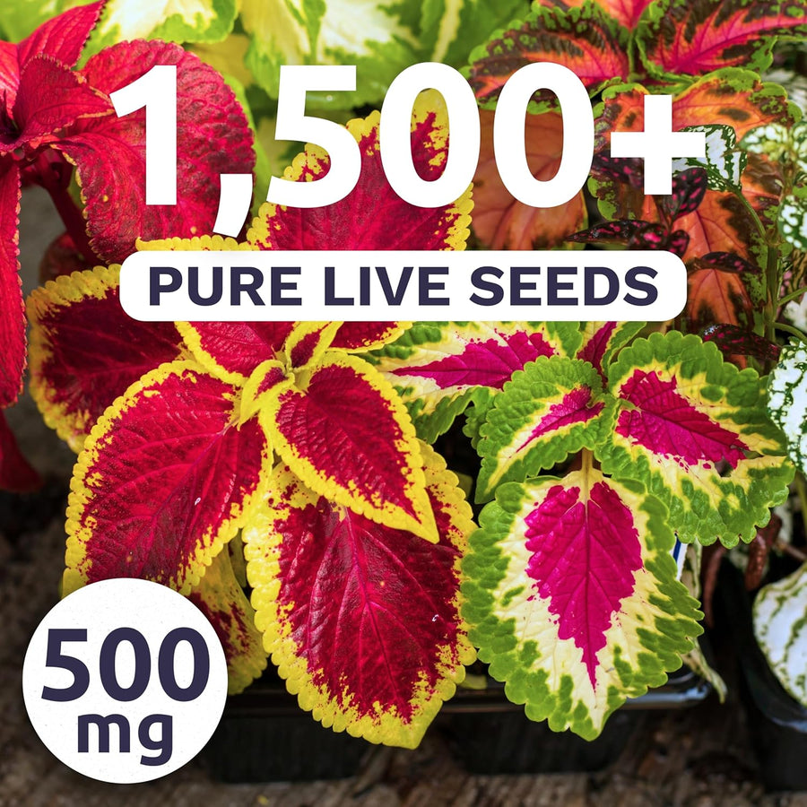 Coleus Rainbox Mix