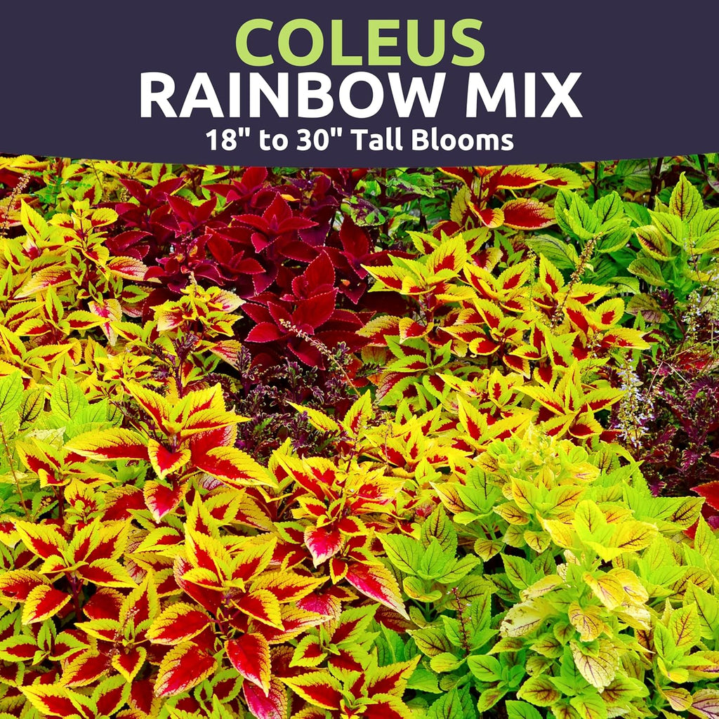 Coleus Rainbox Mix