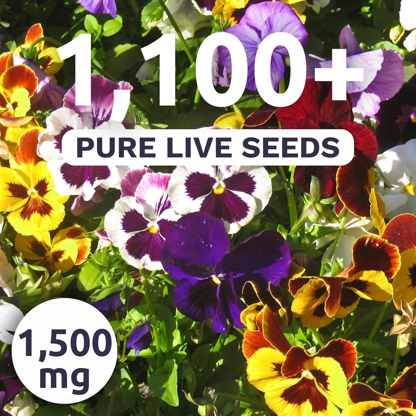 Pansy Swiss Giants Mix