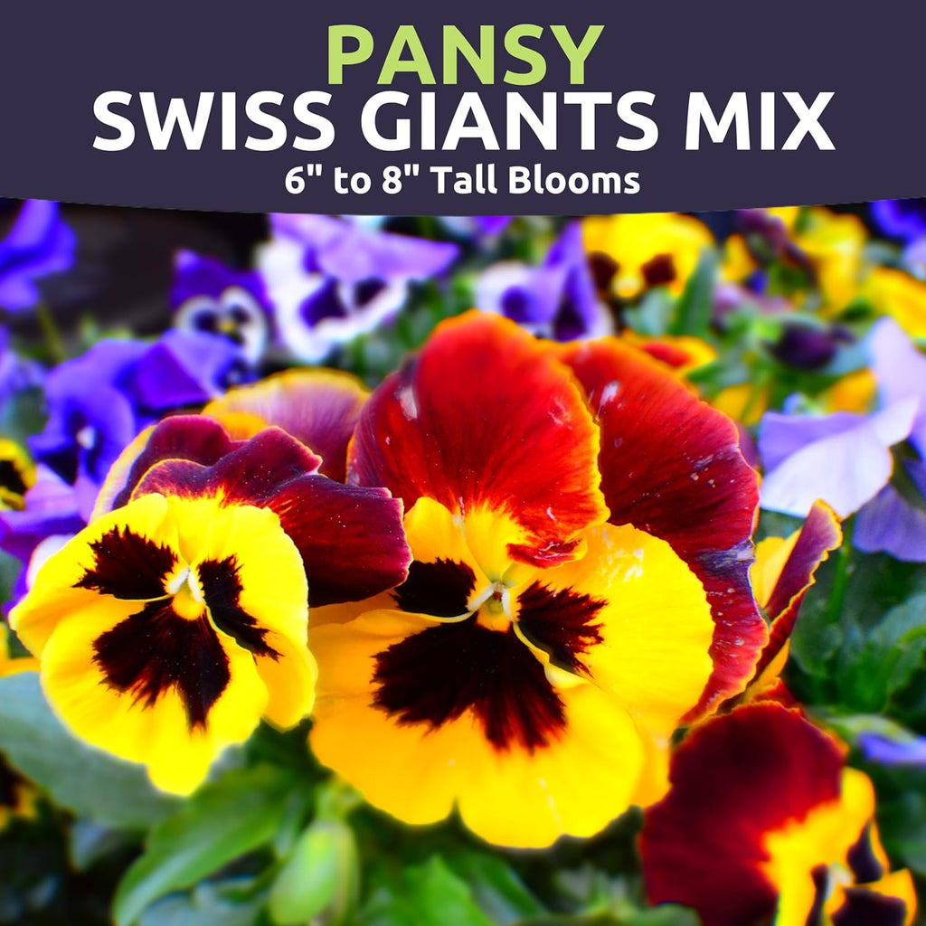 Pansy Swiss Giants Mix
