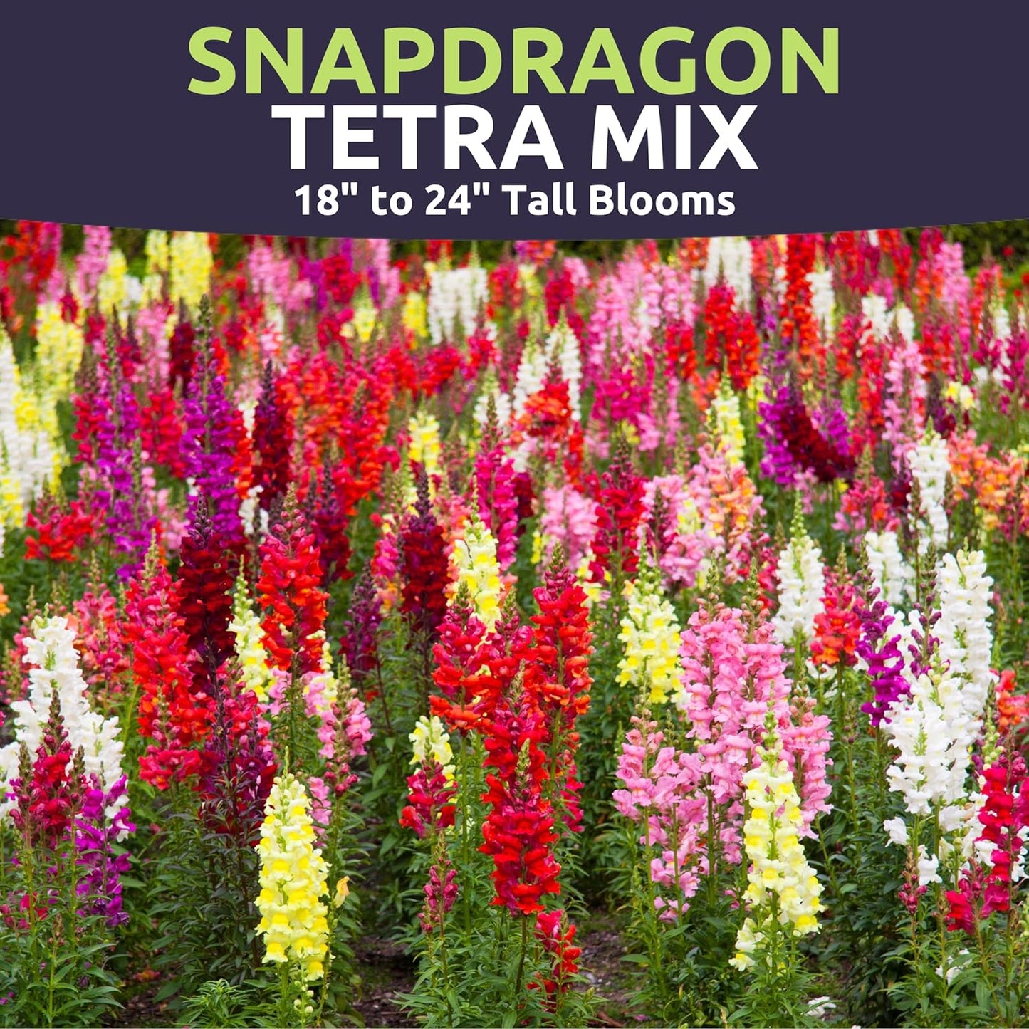 Snapdragon Tetra Mix