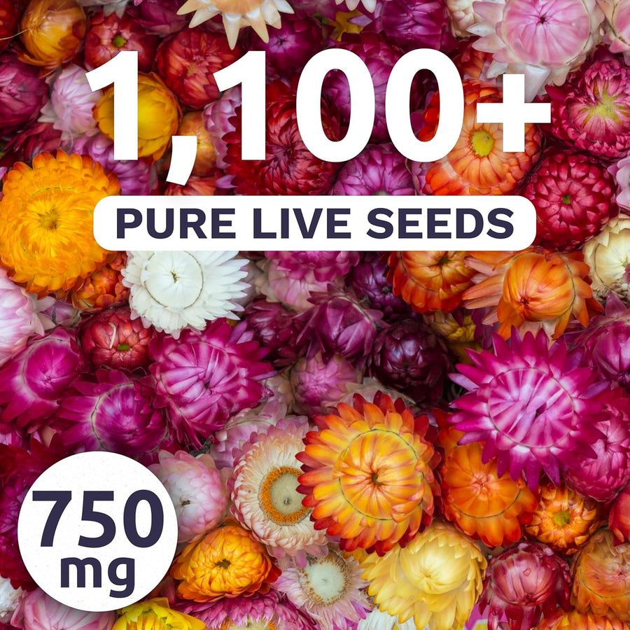 Strawflower Tall Mixed