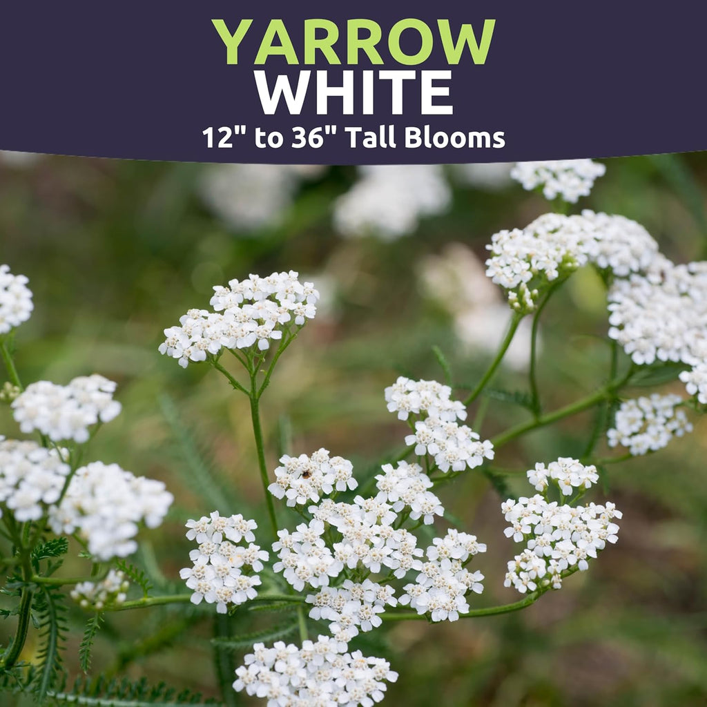 Yarrow White
