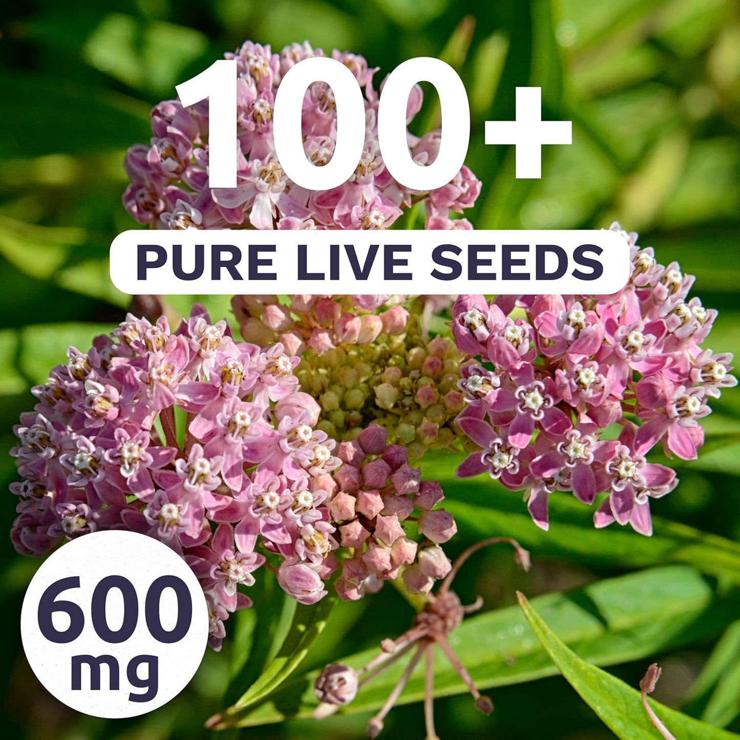 Pink Swamp Milkweed