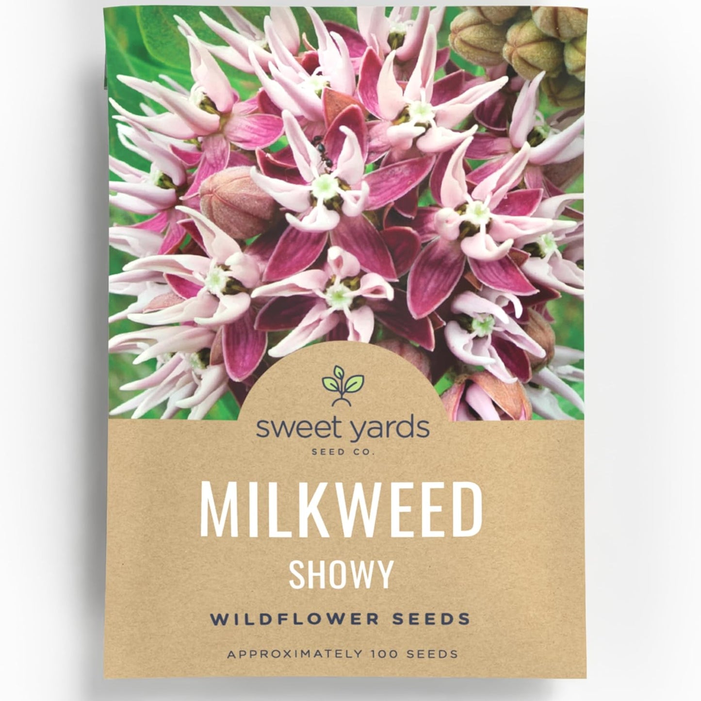 Showy Milkweed