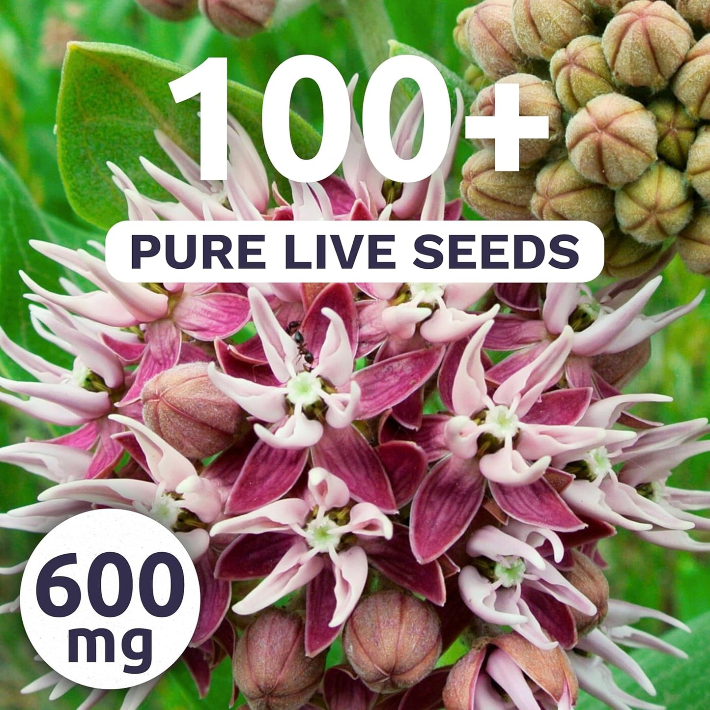 Showy Milkweed