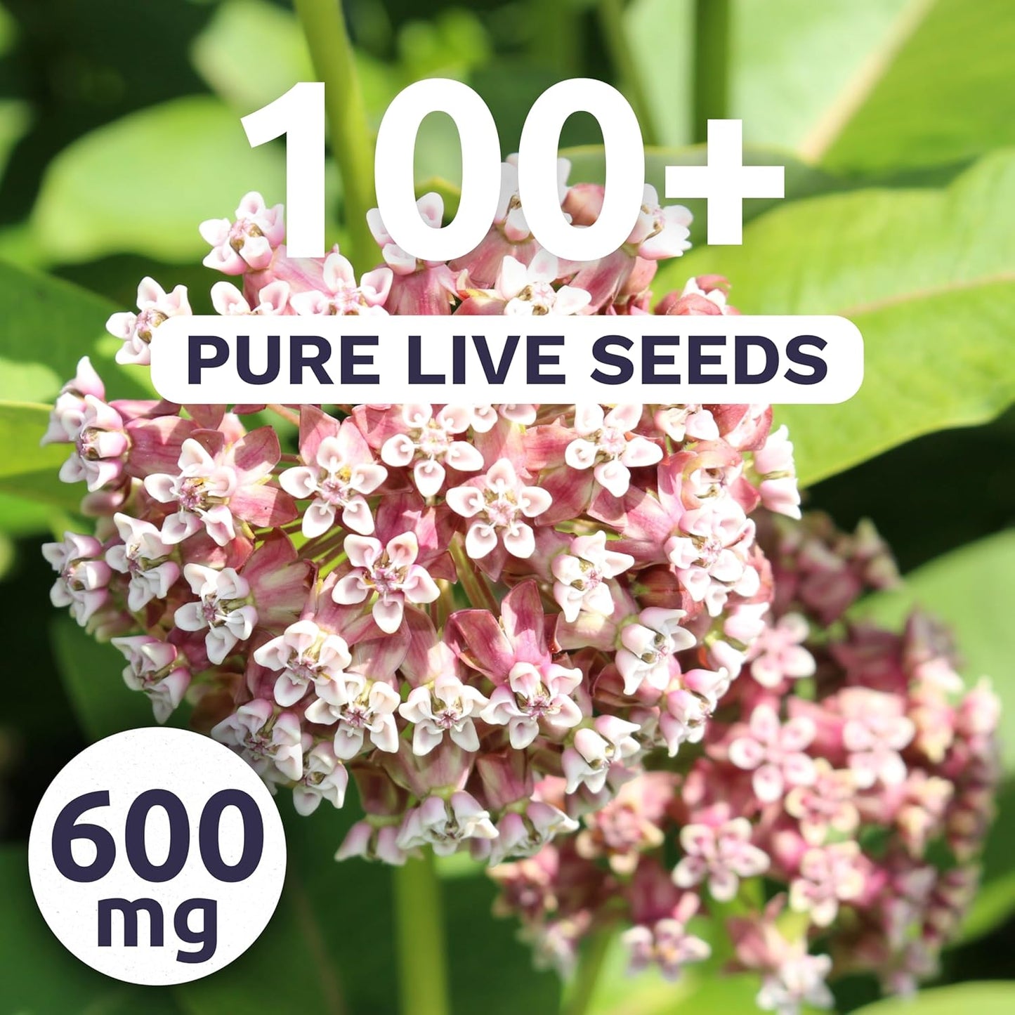 Common Pink Milkweed