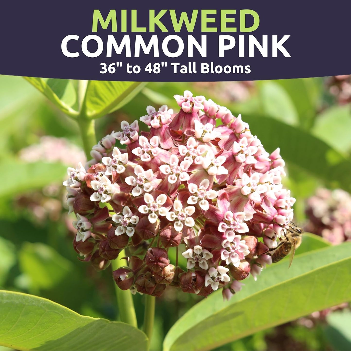 Common Pink Milkweed