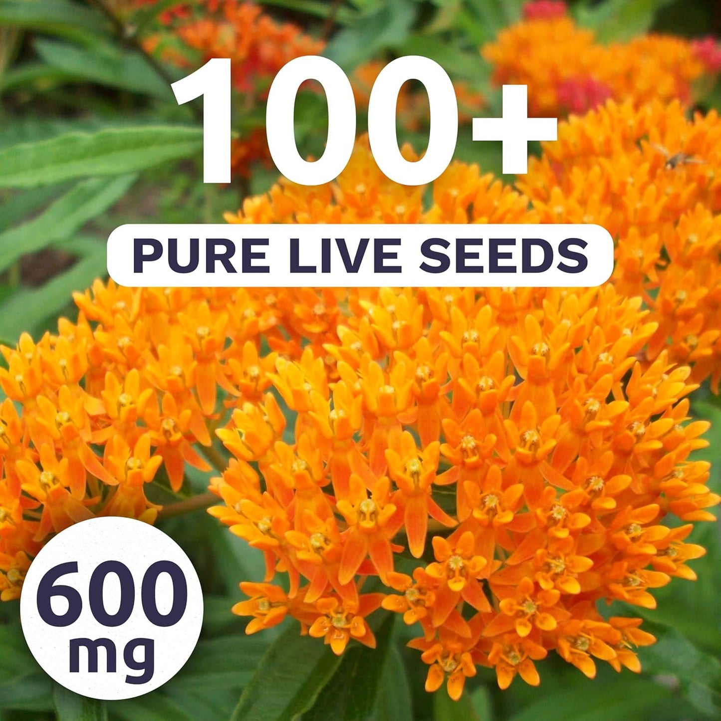 Butterfly Orange Milkweed