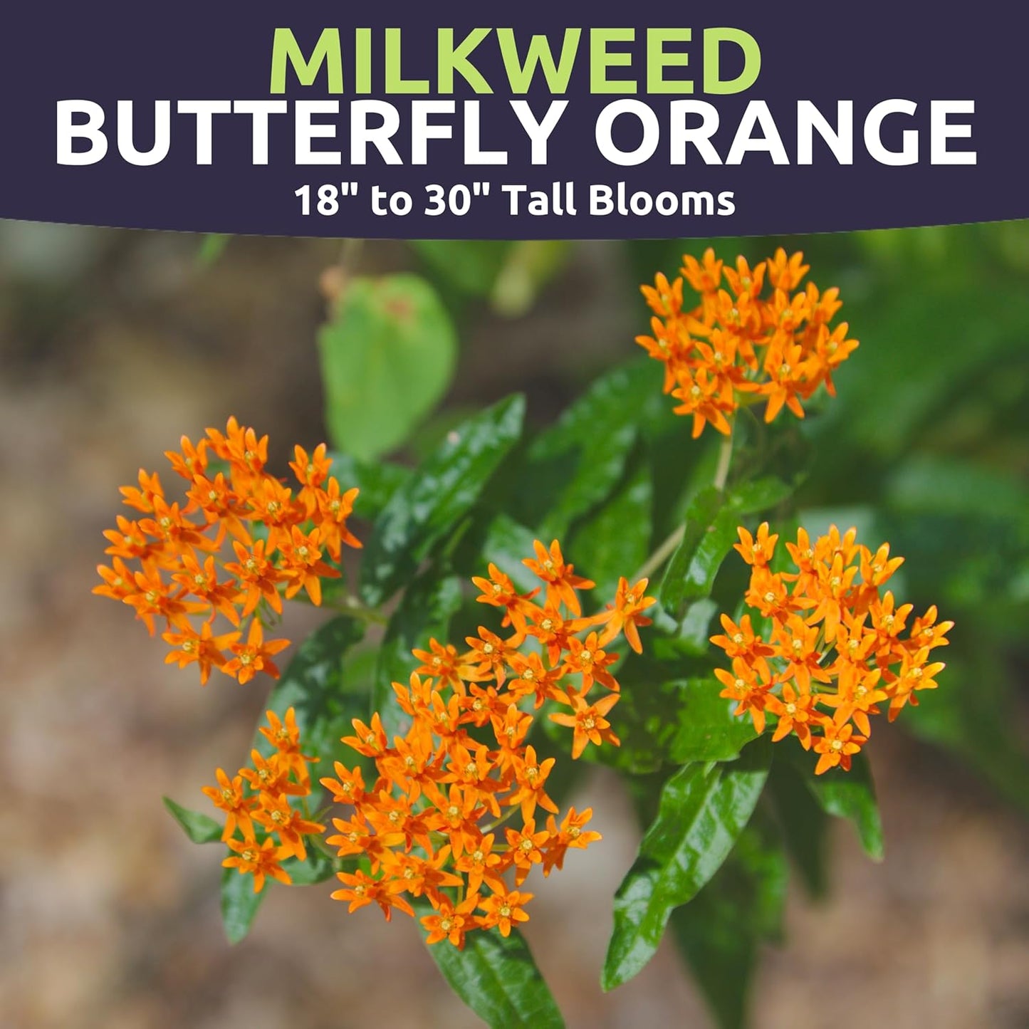 Butterfly Orange Milkweed