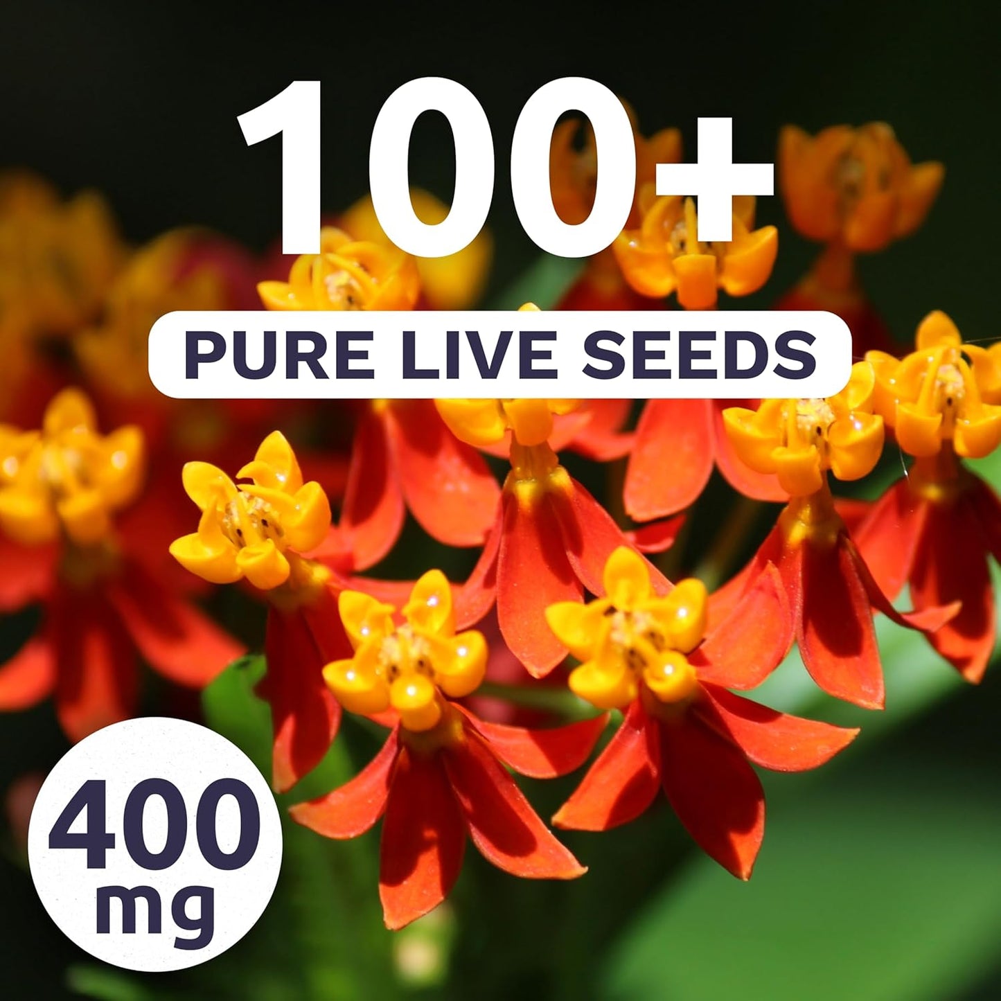 Milkweed - Blood Flower